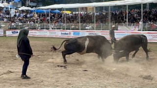 Artvinli kadın boğacının cesareti festivale damga vurdu