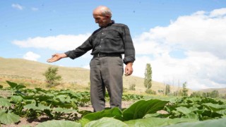 Ata tohumundan organik bal kabakları toprakla buluşturuldu