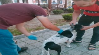 Av köpeklerine kuduz aşısı yapıldı