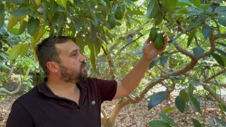Avokadoda erken hasat uyarısı