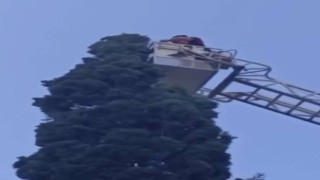Ayağına ip takılınca ağaçta mahsur kalan karganın imdadına itfaiye yetişti