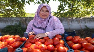 Aydında domates hasadı sürüyor