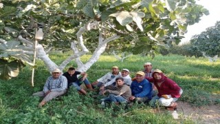 Aydında incir hasadı başladı