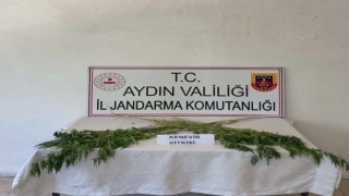 Aydında jandarma ekipleri uyuşturucuya geçit vermiyor