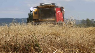 Ayten abla buğdayı ilk kez hasatta
