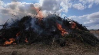 Babaeskide 2 milyon kök kenevir imha edildi