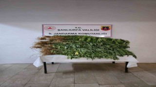 Bahçede 418 kök kenevir bitkisi ele geçirildi