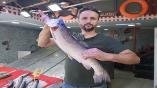 Balıkçıların gözü palamutta