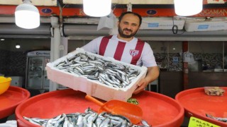 Bandırmada sardalya bolluğu yaşanıyor