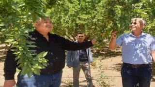 Başkan Turanlı: “Hububatta yaşanan sıkıntı badem de yaşanmasın”