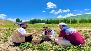 Bayburtta patates ekili alanlarda hastalık ve zararlı kontrolleri yapıldı