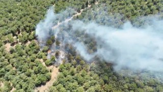Bayramiçte orman yangını