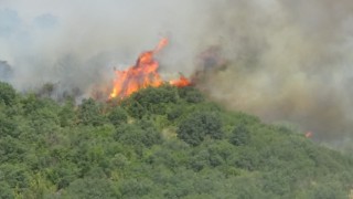 Bayramiçteki orman yangını kısmen kontrol altına alındı