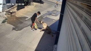 Beslediği sokak köpeği küçük çocuğa saldırdı, elini zor kurtardı