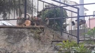 Beykozda başıboş köpeklere müdahale etmeyen Beykoz Belediyesine mahalleliden tepki