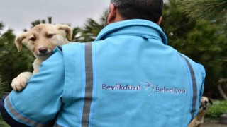 Beylikdüzü Belediye Başkanı Mehmet Murat Çalık Hayvanları Koruma Kanunuyla ilgili açıklama yaptı