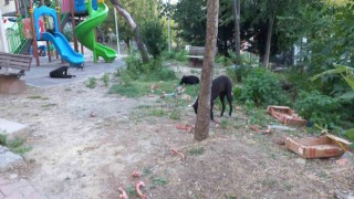 Beylikdüzünde köpekler kadına saldırdı: O anlar güvenlik kamerasında