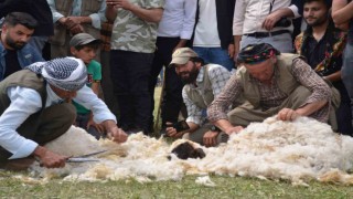 Beytüşşebapta besiciler Kuzu Kırkma Festivalinde birincilik için mücadele etti