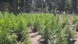 Bingölde 11 bin kök kenevir bitkisi ve 2 kilo esrar ele geçirildi
