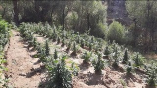 Bingölde kenevir ve skunk bitkisi ele geçirildi