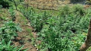 Bingölde kenevir ve skunk ele geçirildi