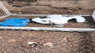 Bingölde yaralı bulunan yavru leylek tedavi altına alındı