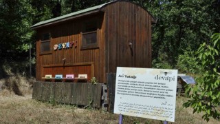 Binlerce arının üzerine yatan, daha dinç kalkıyor