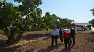 Buharkentteki incir bahçeleri incelemelerde bulunuldu