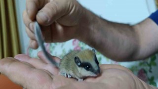 Bulduğu nesli tehlike altında olan ağaç yediuyurunu sütle besliyor