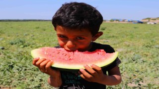 Bunaltıcı sıcaklar sulu meyvelere yöneltti