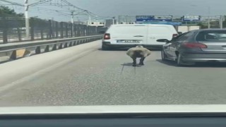 Bursada firar eden koyun, trafiği alt üst etti