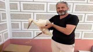 Cami kubbesinde mahsur kalan yaralı leyleğe kurtarma operasyonu