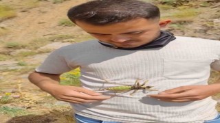 Çekirgeyle evcil hayvanı gibi oynadı