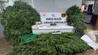 Cezaevi firarisi kenevir sularken suçüstü yakalandı