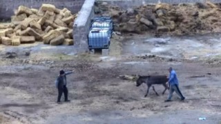Çiftliği basıp, eşeği bıçaklayarak, atları zehirleyerek öldürdüler