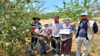 Coğrafi işaret onaylı Şaphane vişnesinin tescil ve kontrol çalışmaları