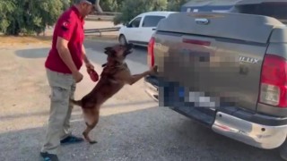 Dedektör köpeği Oscar 52 kilo 300 gram skunk buldu