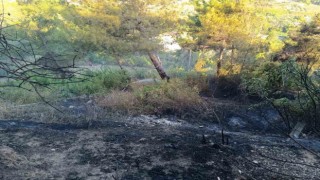 Defnende yanan traktör zarar gördü