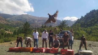 Derebucakta doğaya 800 kınalı keklik bırakıldı