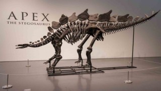 Dinozor iskeleti 44.6 milyon dolarlık rekor fiyata satıldı