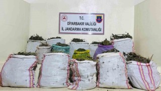 Diyarbakırda 1 milyon 149 bin kök kenevir ve skunk ele geçirildi