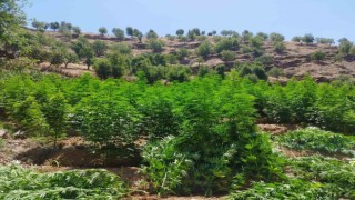 Diyarbakırda 1 milyon 459 bin kök kenevir ve skunk ele geçirildi