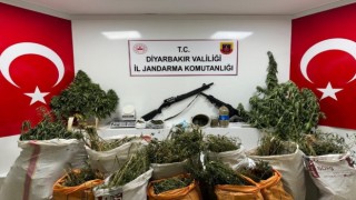 Diyarbakırda 177 bin 495 kök kenevir ve skunk bitkisi ele geçirildi