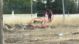 Diyarbakırda başıboş sokak köpekleri telef ettiği kediyi yemek için yer aradı