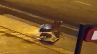 Diyarbakırda dökülen alkolü içen köpek dakikalarca kuyruğunu ısırmaya çalıştı