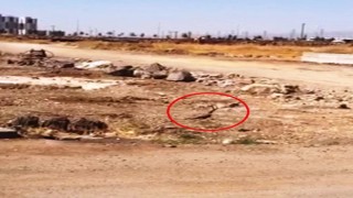 Diyarbakırda siyah yılanların dansı görüntülendi