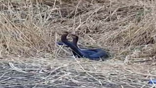 Diyarbakırda yılanların dansı görüntülendi