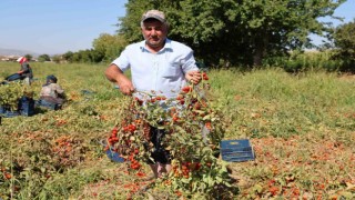 Domateste salçalık üzdü, sofralık ve ihracat sevindirdi