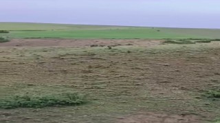 Domuz sürüsü yerleşim yerine kadar indi