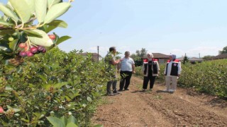 Düzcede üretimi her geçen yıl artıyor
